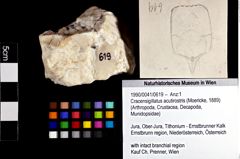 Foto (Objket + Etiketten) von Cracensigillatus acutirostris (Moericke, 1889) 
